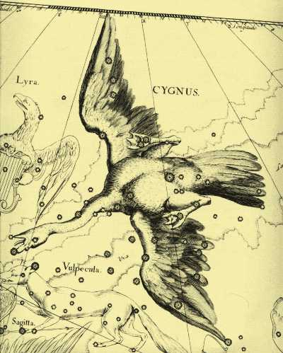 Cygnus constellation drawing